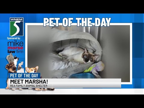 TV5 Pet of the Day: Meet Marsha! – YouTube