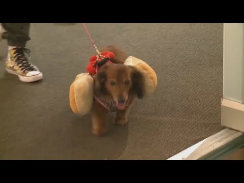 Halloween pet safety: Keep candy and costumes from turning spooky night dangerous
