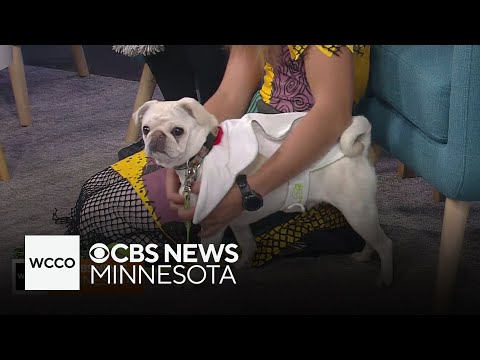 Looking to parade your pet's Halloween costume? – YouTube