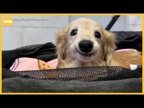 Dog goes viral with resting smile caused by missing tooth – YouTube