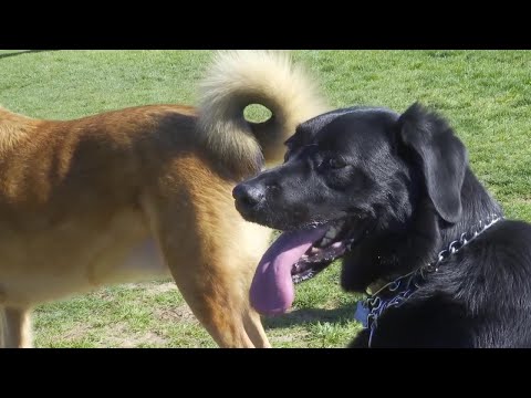 It's been ruff without dog parks for Layton pet owners – YouTube