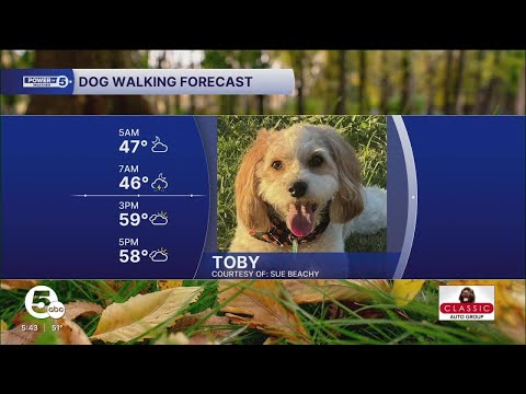 Cool, wet and windy Dog Walking Forecast for October 21 – YouTube