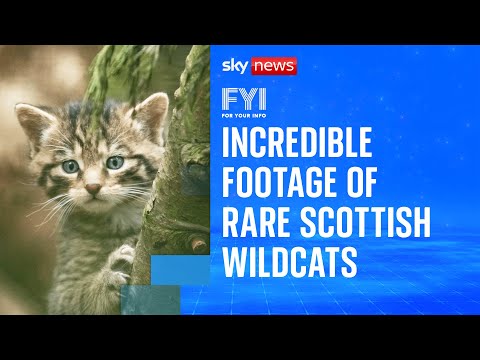 Rare footage of critically endangered Scottish wildcat kittens | FYI – YouTube