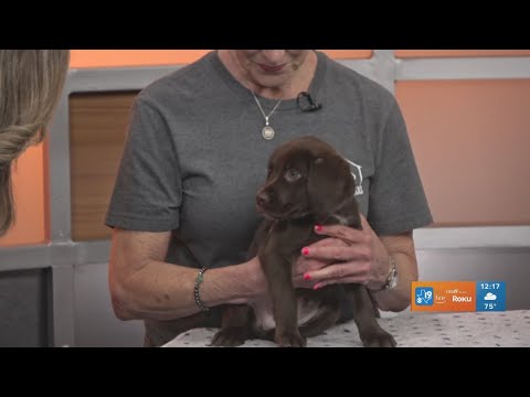 TUESDAY TAILS: Meet Gimble from the SPCA of East Texas – YouTube