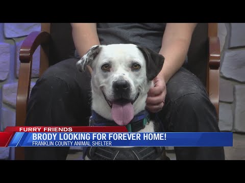 Furry Friends: Meet Brody – YouTube