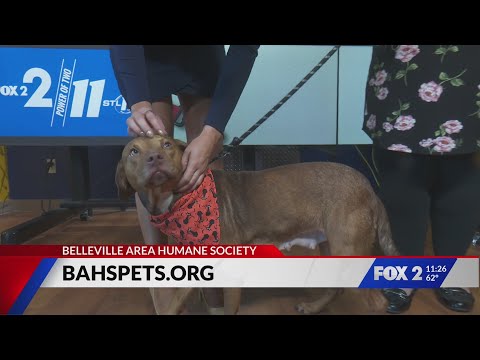 Adopt Sienna the dog – YouTube