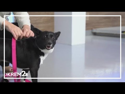 Pick of the Litter: Meet Boba, a black and white Pomeranian mix – YouTube