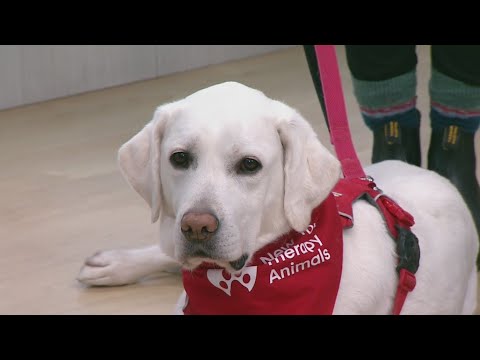 Marathon therapy dogs – Tail Waggin' Tuesday – YouTube