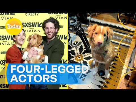 Should animals be considered for awards at the Oscars? | Today Show Australia – YouTube