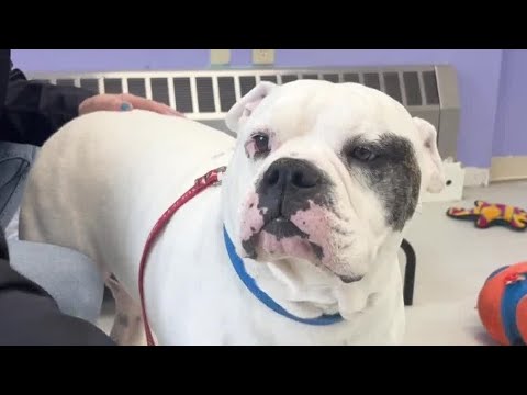 Partnership aims to find forever homes for Rutland County shelter pets – YouTube