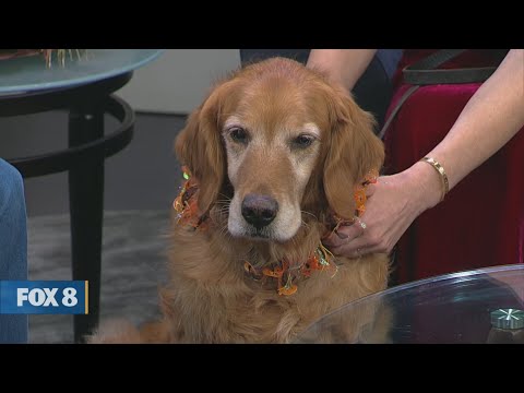 New Day Cleveland: Golden Retrievers In Need – YouTube
