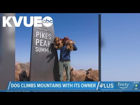 Colorado dog climbs mountains with its owner – YouTube