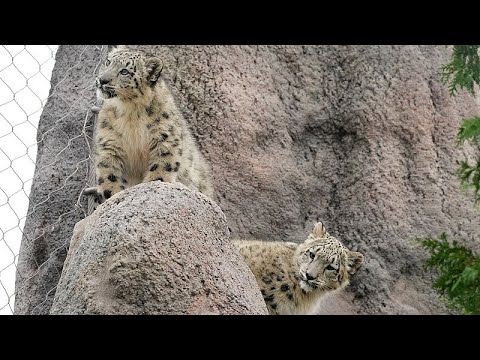 Baby snow leopard sees a pumpkin for the first time – YouTube