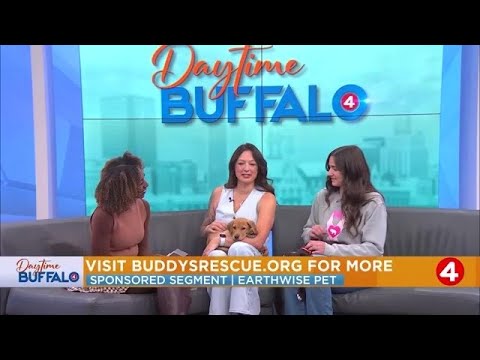 Daytime Buffalo: Meet Kiwi and Cherry the rescue dogs and hear about a Trunk or Treat event