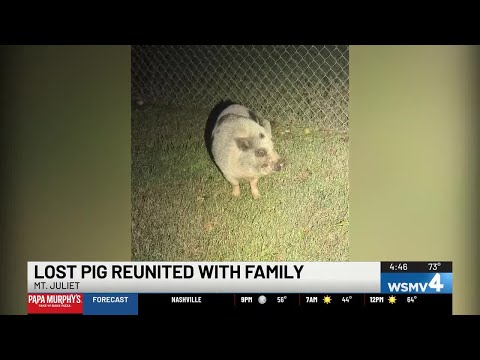 Lost pig reunited with family in Mt. Juliet – YouTube
