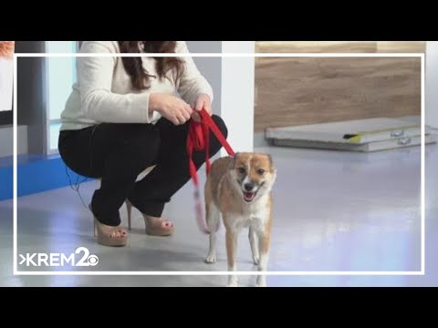 Pick of the Litter: Meet Honey! - YouTube
