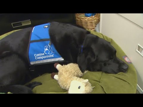 King County courthouse dog retires – YouTube