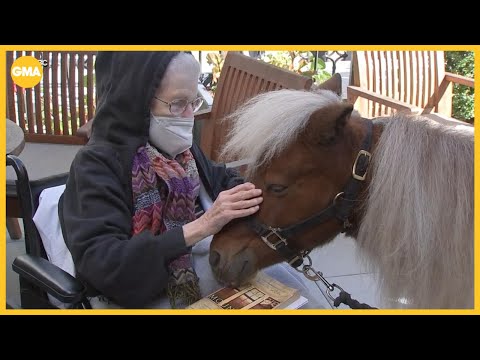 Meet the mini horses spreading joy at a retirement home - YouTube