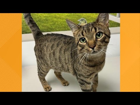 Furry Friends | Meet Little Guy - YouTube
