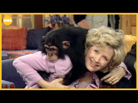 Best animal moments on 'GMA' - YouTube