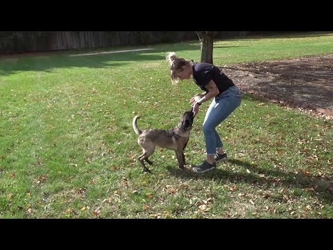 The Safe Haus aims to provide safe haven for animals in need – YouTube