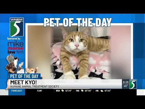 TV5 Pet of the Day: Meet Kyo! – YouTube