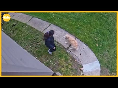 Video captures coyote attacking woman and dog – YouTube