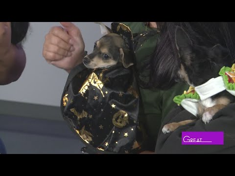 Animal Defense League | Great Day SA – YouTube