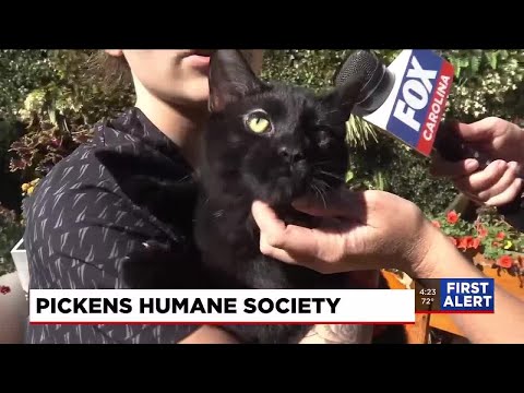 Four Legged Friends: Larry – YouTube
