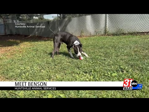 Wag Your Tail Wednesday – YouTube