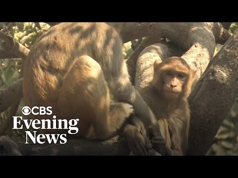 Kayaker delighted by group of monkeys leaping into water around her – YouTube