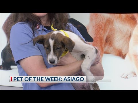 Pet of the Week: Asiago – YouTube