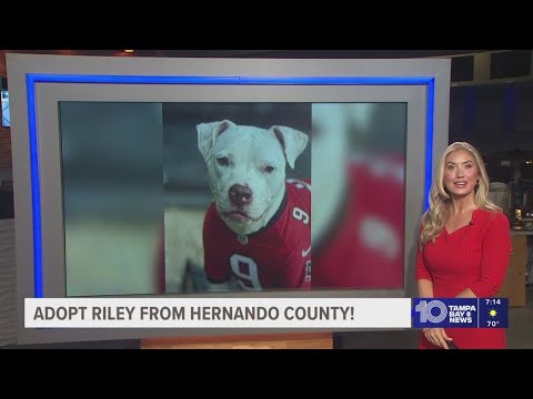 Give Riley from Hernando County a fur-ever home! – YouTube