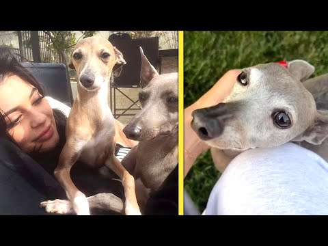 Kylie Jenner Mourns Beloved Dog Norman – YouTube
