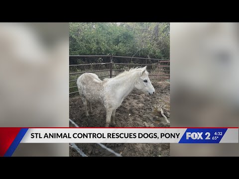 30 dogs, blind pony rescued in Fenton – YouTube