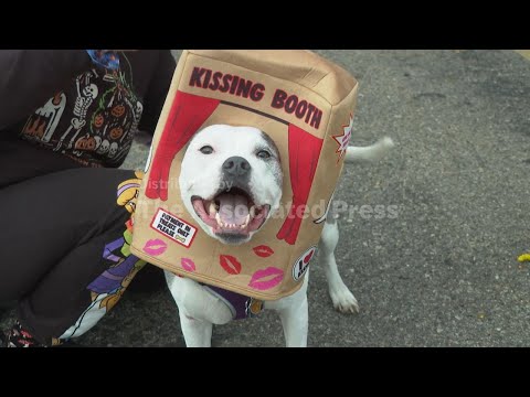Dozens of costumed canines go trick-or-treating during annual 'Howloween' event in Michigan