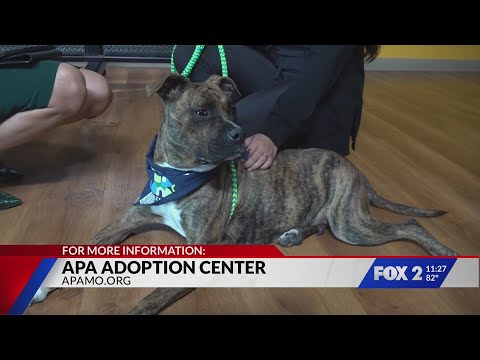 Adopt Cucumber the Dog – YouTube