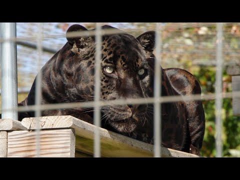 Louie makes his home at the Wildcat Sanctuary – YouTube