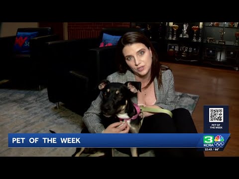Pet of the Week for Oct. 22 | Meet Louise Brooks – YouTube