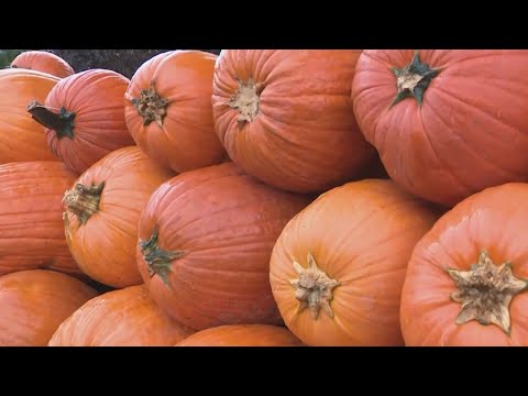 Four generations run family owned pumpkin patch – YouTube