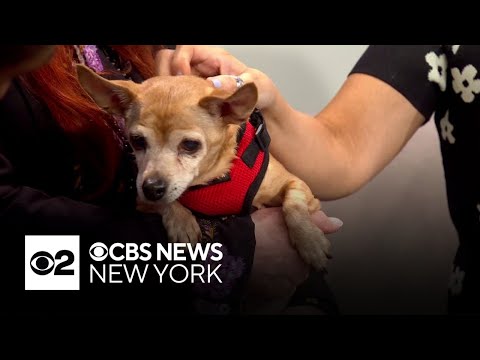 Furry Friend Finder: Paloma – YouTube