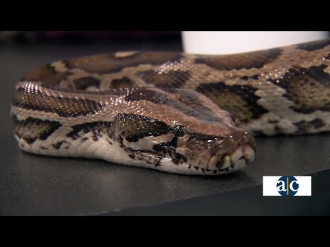 Fall Festival at Safe Haven & Educational Adventures – YouTube