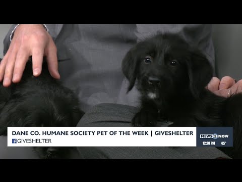 Pet of the Week: Fig and Salem – YouTube