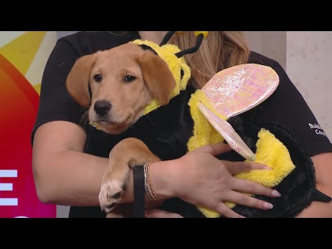 Halloween Happenings With PAWS Chicago – YouTube