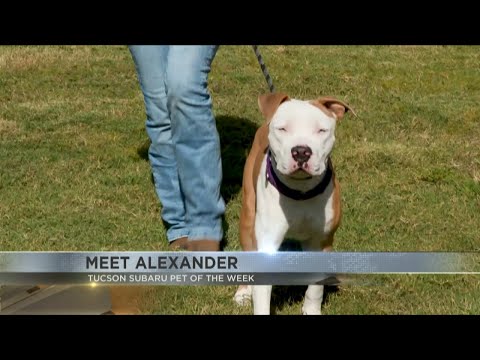 Tucson Subaru's Pet of the Week: Meet energetic Alexander – YouTube