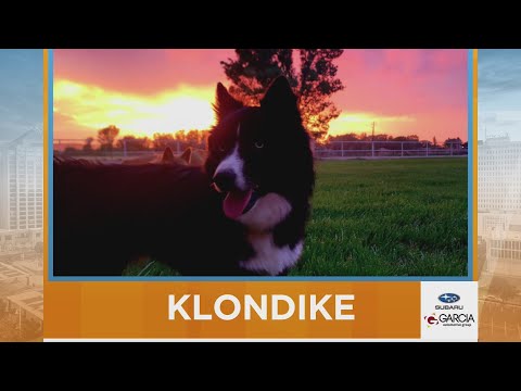 New Mexico Living Pet Pics October 16, 2025 – YouTube