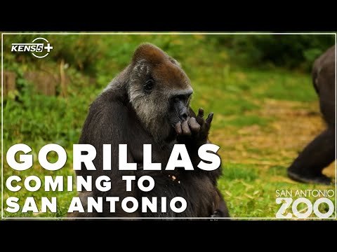 Eight gorillas coming soon to new 'Congo Falls' at San Antonio Zoo – YouTube