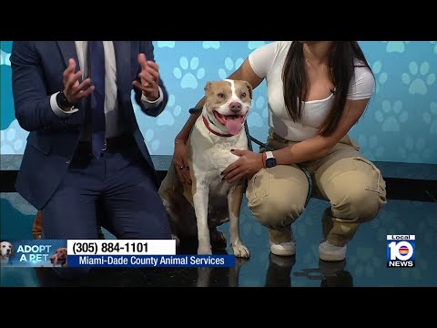 Miami-Dade Animal Services seeks 'furever' home for Dixie, other furry friends – YouTube