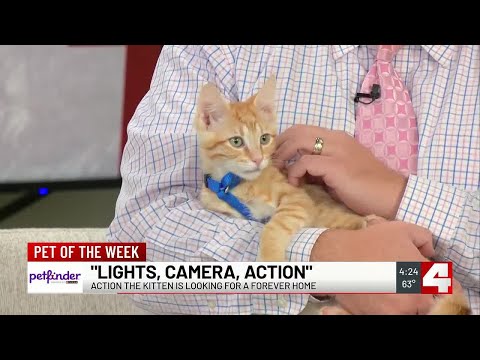 Meet Action! Our Pet of the Week – YouTube