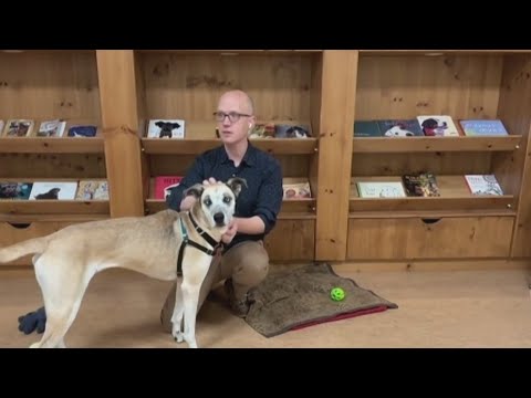 Second Chance Pet: Meet Sailor from the Humane Society for Southwest Washington